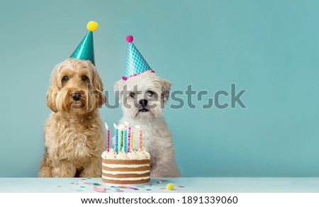 Two cute dogs with party hats and birthday cake