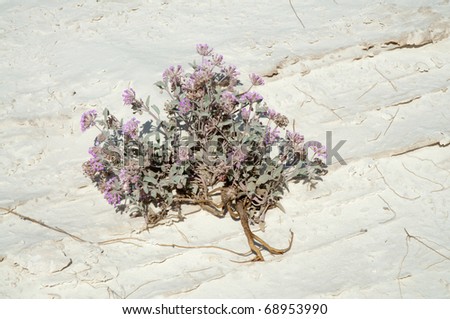 purple desert flowers on a salt playa