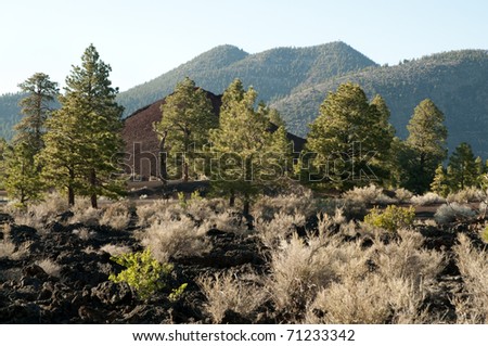 pine tree forest growing on volcanic rock soil