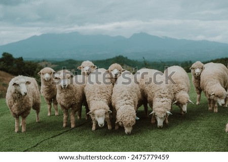 Foto Bild Schafherde in hügeligem Gelände auf einer Weide