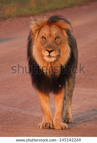 Male lion in the road