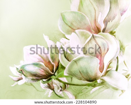 Fabulous magnolia flowers in warm soft tones. Hand illustration - watercolor drawing with colored pencils on  textured paper.