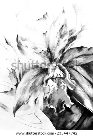 Black  and white exotic orchid painted in watercolor and ink on paper. As if from a flower painted on paper turns into the real thing. Hand illustration.Beautiful background for a card.