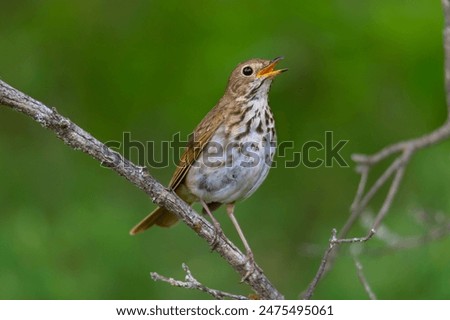 Similar – Image, Stock Photo Thrush in tree