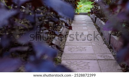 Similar – Image, Stock Photo green Plant stones clinker