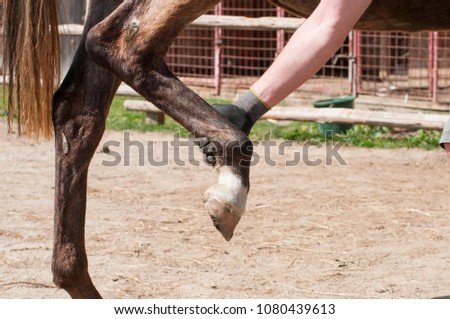 Foto Bild Hufschmied nimmt Hufeisen aus dem Ofen