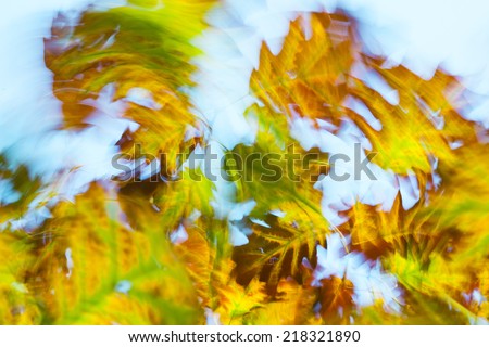 Autumn abstract leaves