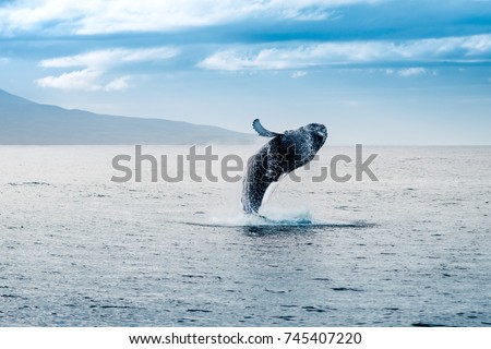 whale jumping out of water in iceland Foto d'archivio © 
