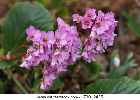 Plant called Elephant\'s ear with pink flowers in the early spring