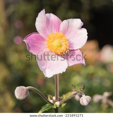Similar – Image, Stock Photo vegetation Chinese Anemone