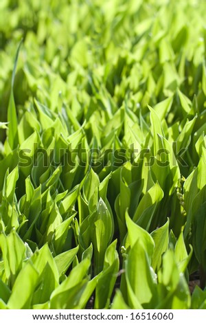 lily of the valley field in perspective