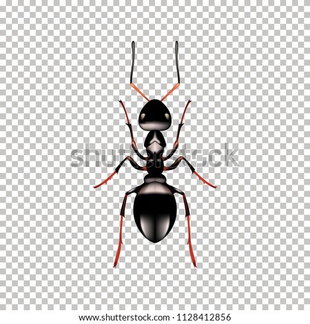 Realistic Ant top view isolated on 
Transparent background. Vector illustration of realistic 
Ant. Can Be Used As Insect Symbols.