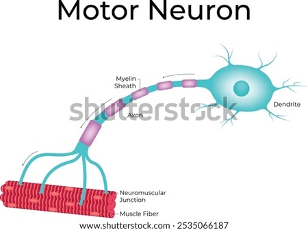 Motor Neuron Science Design Vector Illustration Diagram