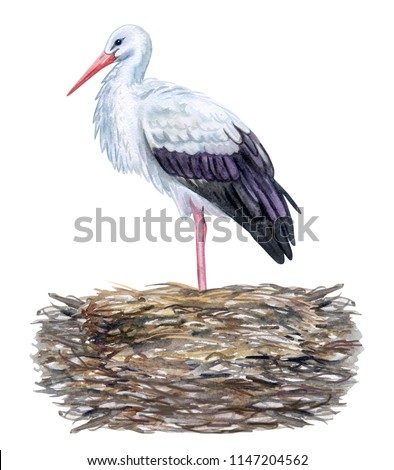 Stork in a nest isolated on white background. Watercolor. Template. Close-up. Clip art. Hand draw