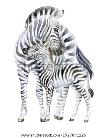 Zebra. Mom and baby isolated on white background. Watercolor. Baby zebra. Illustration. Picture. Clip-Art. Close-up. Hand drawing