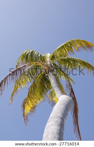 Palm Tree Stock Photo 27716014 : Shutterstock