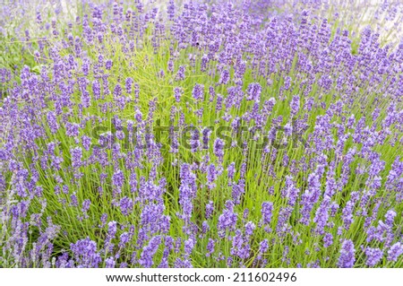 Natural background made of field of lavender flowers