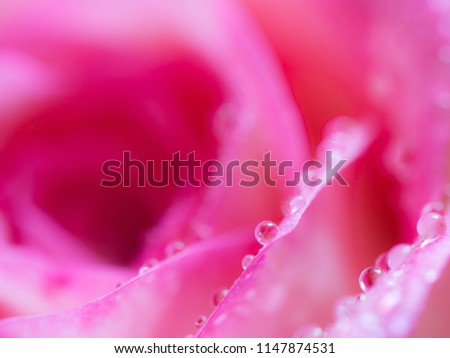 Soft Focus
