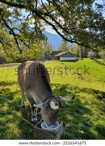 Foto Bild Berner Oberland Klima