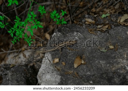 Similar – Image, Stock Photo Wall lizard sunbathing on a natural stone wall