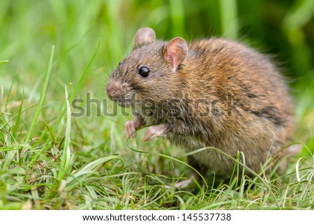 Cautious Brown rat in the wild