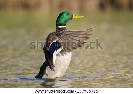 Mallard duck male flapping wings.