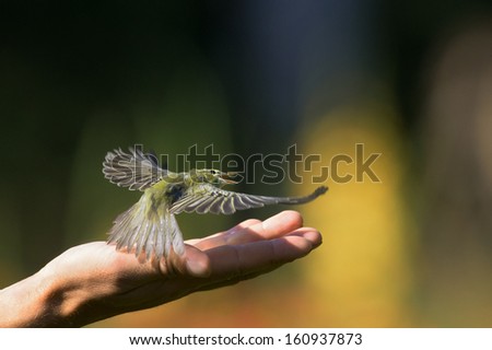 Little bird taking off from the palm to go free.