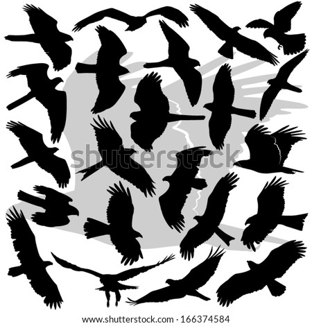 Vector illustrations set of the high in detail silhouettes of the Birds Of Prey (raptors). Eagles, Sea Eagles, Hawks, Kites, Harriers, Buzzards, Falcons, Accipiters, Ospreys, Buteos.