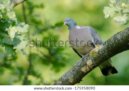 Wood Pigeon perched in its natural behavior on an Oak branch.