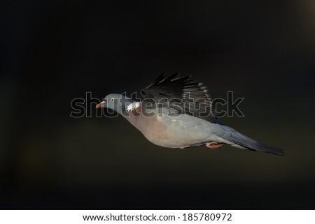 Common Wood Pigeon in flight over natural dark background.
