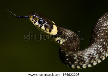 Portrait of the Grass snake with its tongue out.