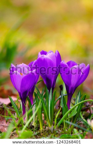 Similar – Image, Stock Photo Flowery Crocus flowers