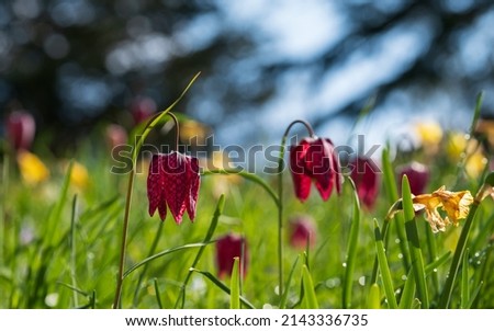 Purple snake's head fritillary flowers growing wild in Magdalen Meadow which runs along the banks of the River Cherwell in Oxford, Oxfordshire UK. The purple chequered flowers are rare and endangered. Stock fotó © 