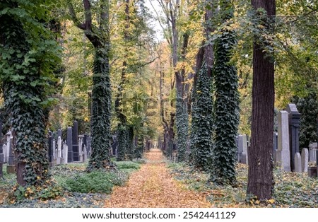 Image, Stock Photo Jewish tombstone Autumn