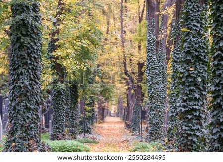 Similar – Image, Stock Photo Jewish tombstone Autumn