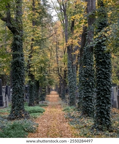 Similar – Image, Stock Photo Jewish tombstone Autumn