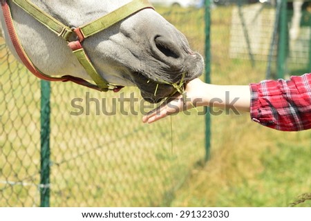 Girl feeding a horse