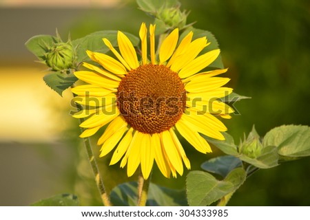 decorative sunflowers