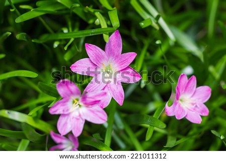 purple rain lily flower ,Thailand