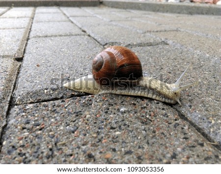 Urban snail running down the wet paving Zdjęcia stock © 