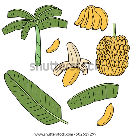 Vector Set Of Banana Tree - 502619299 : Shutterstock