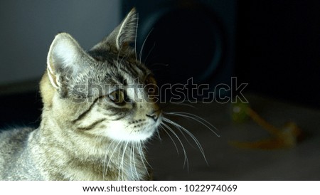 Similar – Image, Stock Photo Bengal Cat and Christmas Tree