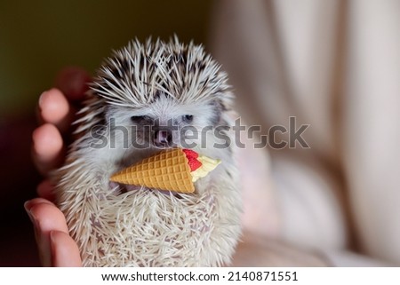 Cute funny hedgehog holds ice cream cone toy in its paws. Portrait of pretty curious muzzle of animal. Favorite pets. Atelerix, African hedgehogs. High quality photo Сток-фото © 