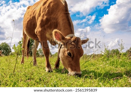 Similar – Image, Stock Photo Close-up photo of a brown eye.