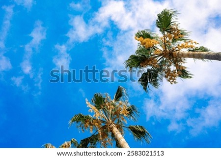 Similar – Image, Stock Photo Palm leaves against blue sky