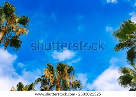 Similar – Image, Stock Photo Palm leaves against blue sky