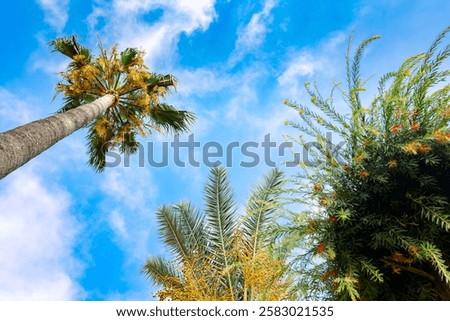 Similar – Image, Stock Photo Palm leaves against blue sky