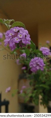 Similar – Image, Stock Photo purple flower with five petals on branch. Some unknown flower in forest in Latvia. grey blurred background.