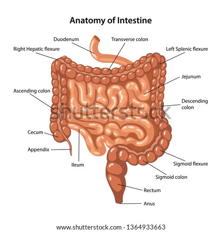 Small Intestine Clipart | Free download on ClipArtMag