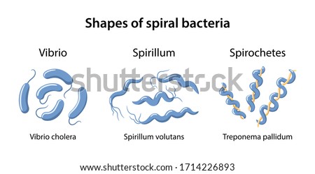spirillum bacteria diagram